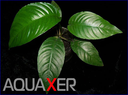 Anubias barteri var Short & Sharp.