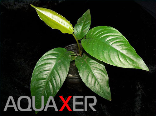 Anubias barteri var Short & Sharp.