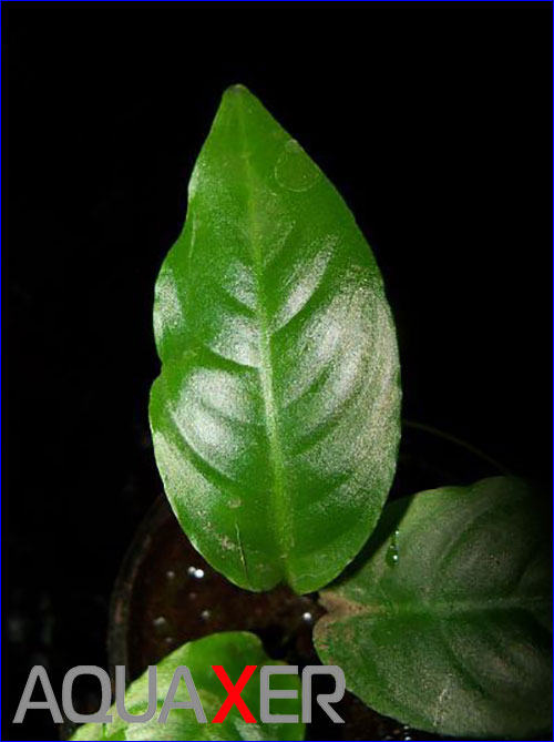 Anubias barteri var Short & Sharp.