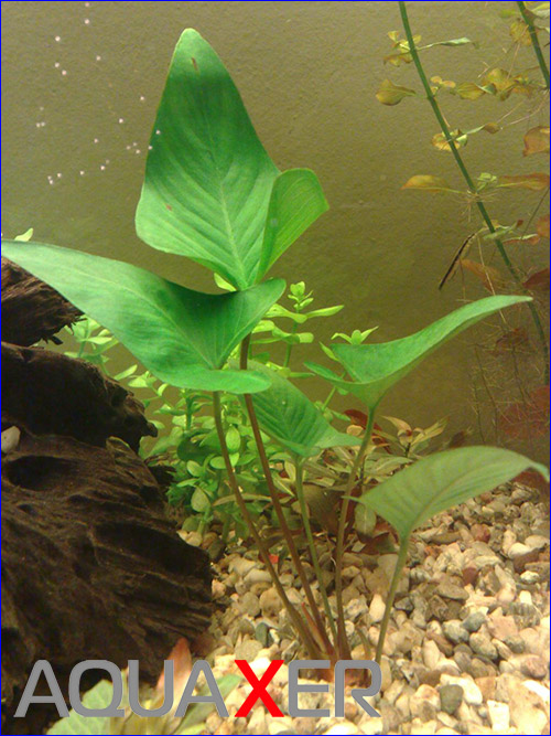   (Anubias gracilis)