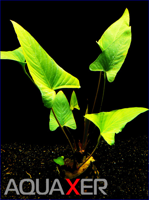   (Anubias gracilis)