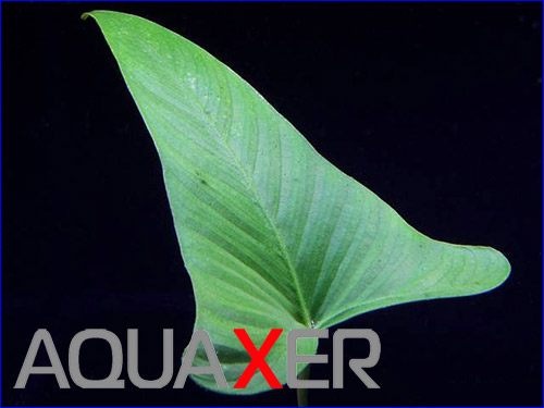   (Anubias gracilis)