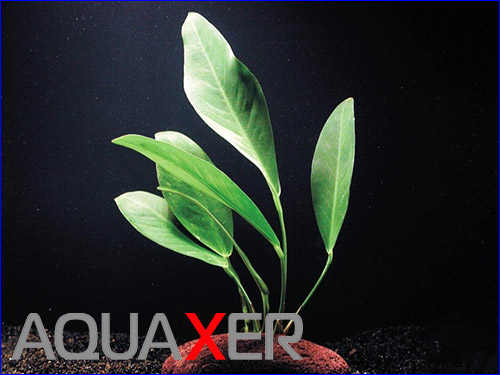   (Anubias lanceolata).