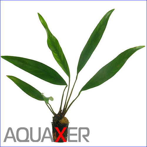   (Anubias lanceolata).