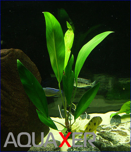   (Anubias lanceolata).
