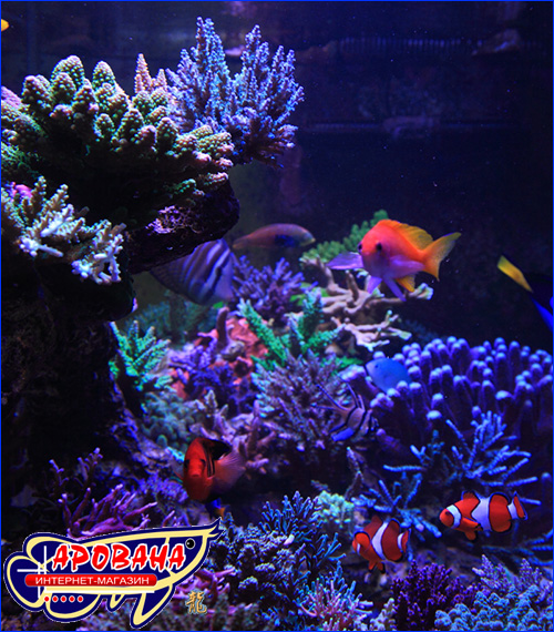 Aquaforest Fish V для рыб Aquaforest Fish V для рыб