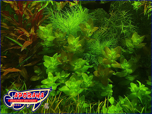   AquaSys Micro+K 2900 ml.