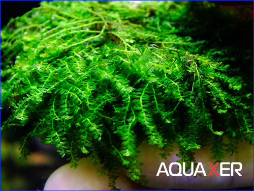 Callicostella prabaktiana - moss sp. Sumater Callicostella prabaktiana - moss sp. Sumater