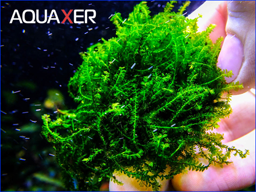 Callicostella prabaktiana - moss sp. Sumater Callicostella prabaktiana - moss sp. Sumater