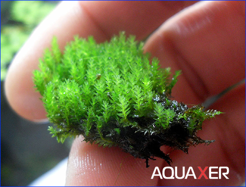 moss sp fissidens moss sp fissidens
