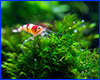 Удобрение  AQUAXER  Micro Shrimp, микроэлементы  250 ml, на 25000 л.
