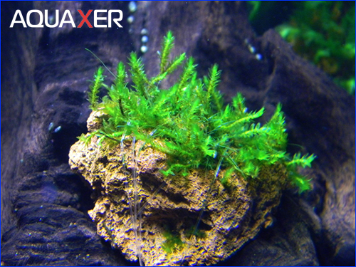 Moss sp. Batang Ai Moss sp. Batang Ai