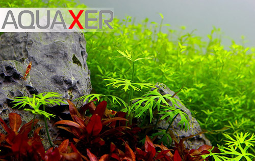      AQUAXER!