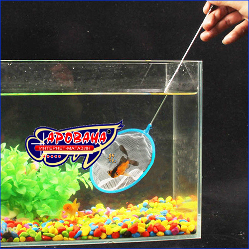  AQUAXER Shrimp L(35 )