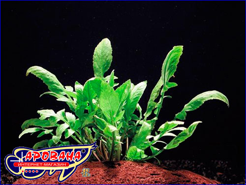 Armoracia aquatica -  ,      .