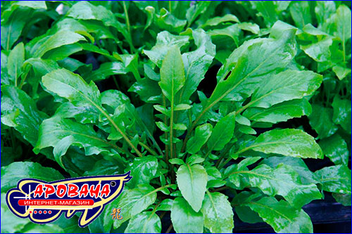       Rorippa aquatica. 