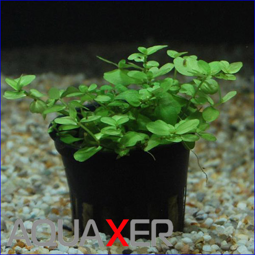   (Bacopa australis).