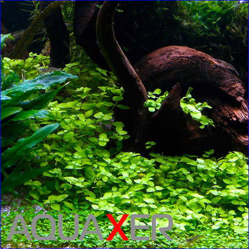   (Bacopa australis).