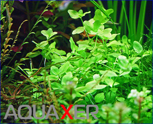   (Bacopa australis).