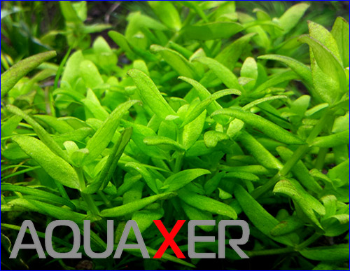    Bacopa sp. Japan.