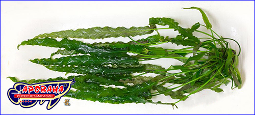 Barclaya longifolia green (  ).