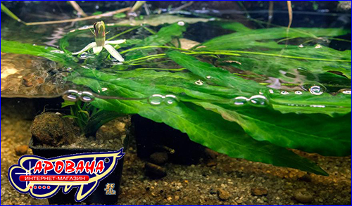 Barclaya longifolia green (  ).