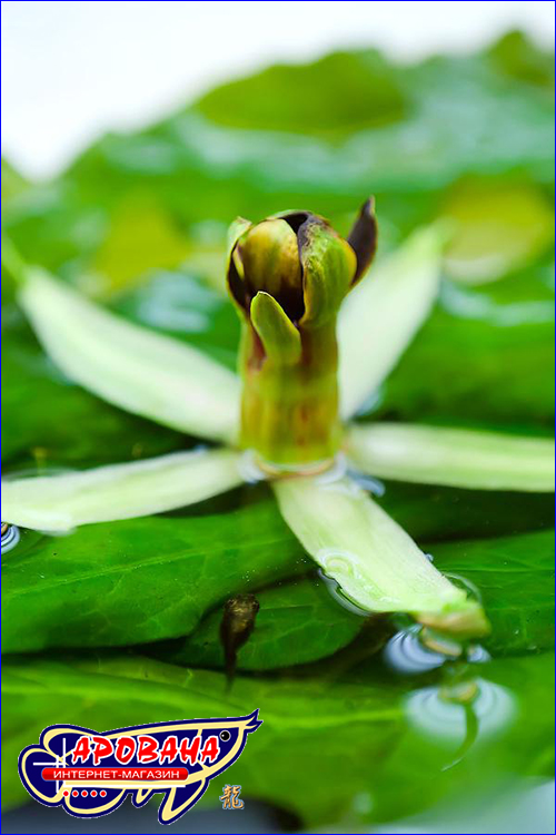 Barclaya longifolia green (  ).