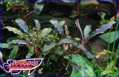  (Bucephalandra sp. Kedagang).