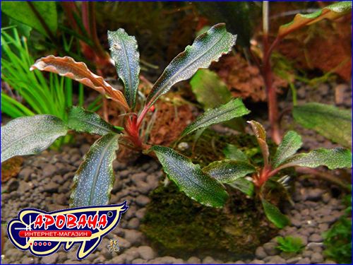  (Bucephalandra sp. Kedagang).