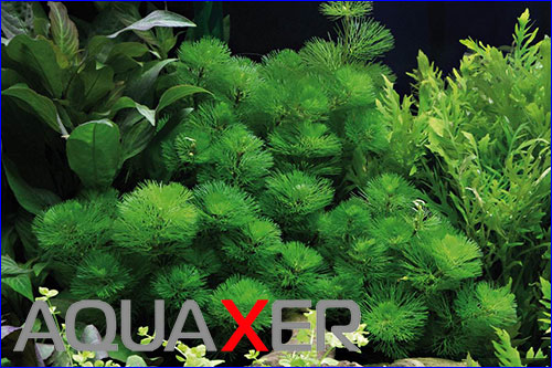   (Cabomba green).