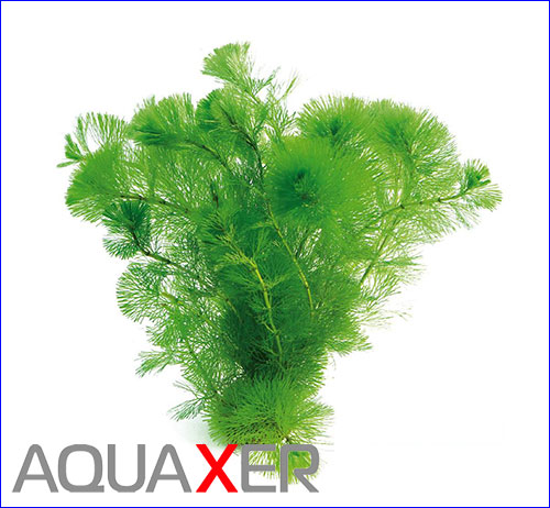   (Cabomba green).