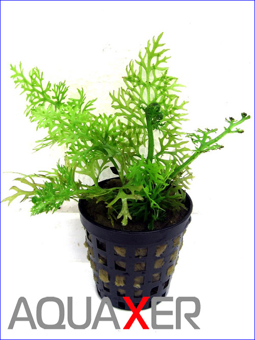    (Ceratopteris thalictroides).