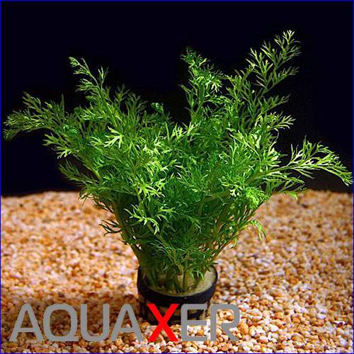    (Ceratopteris thalictroides).