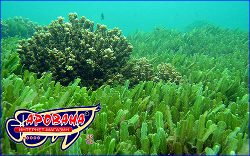 chlorella fish food 5