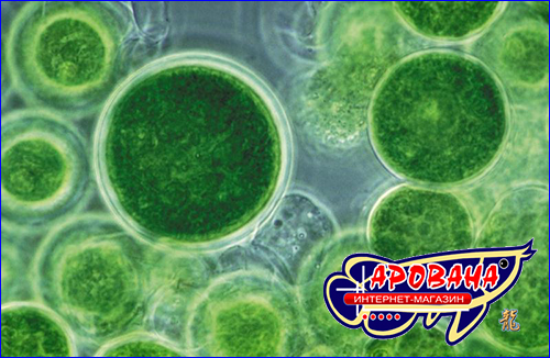 chlorella fish food 6