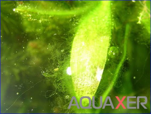 Сайдекс для аквариума. Препарат AQUAXER Сайдекс (Cidex Activated Glutaraldehyde), 3 л.