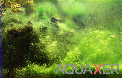 Нитчатые водоросли, сайдекс. Препарат AQUAXER Сайдекс (Cidex Activated Glutaraldehyde), 3 л.