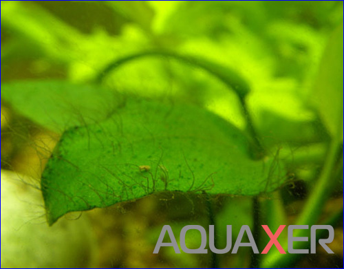 Чёрная борода в аквариуме, купить сайдекс. Препарат AQUAXER Сайдекс (Cidex Activated Glutaraldehyde), 3 л.