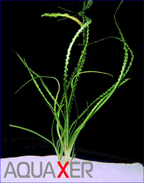   (Crinum calamistratum).