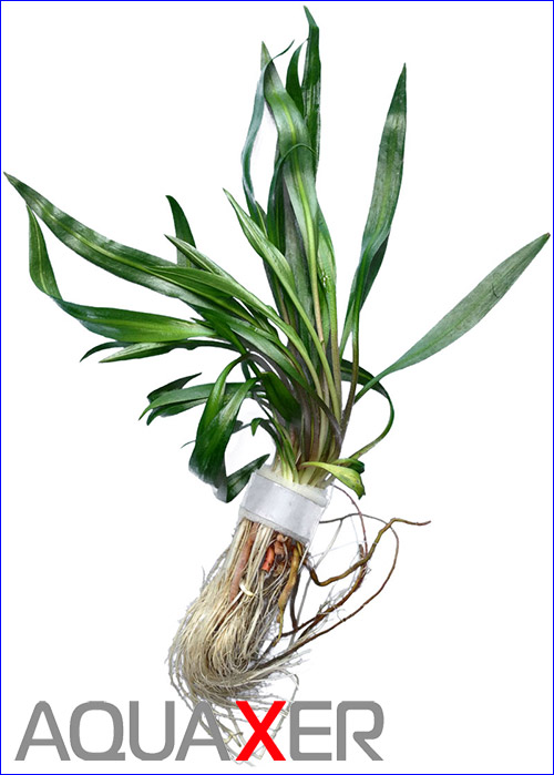   (Cryptocoryne albida).