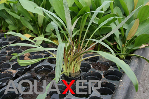   (Cryptocoryne albida).