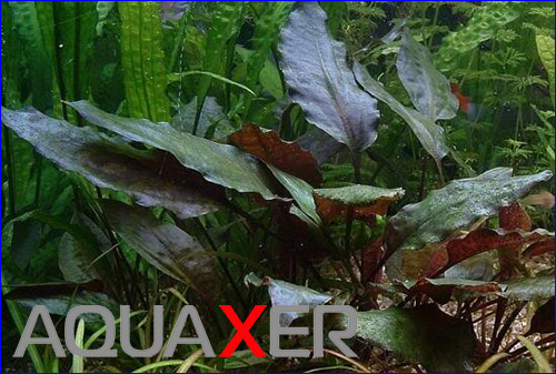   (Cryptocoryne blassii).