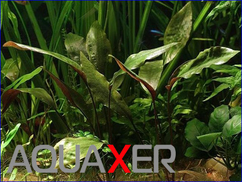   (Cryptocoryne blassii).