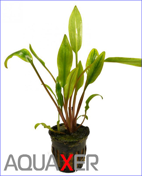   (Cryptocoryne lutea).