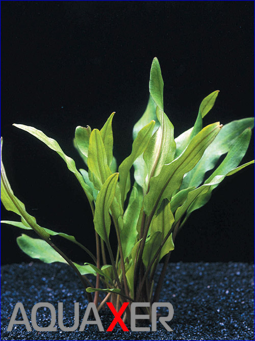   (Cryptocoryne lutea).