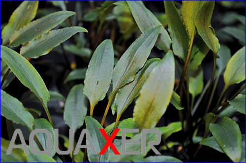   (Cryptocoryne lutea).