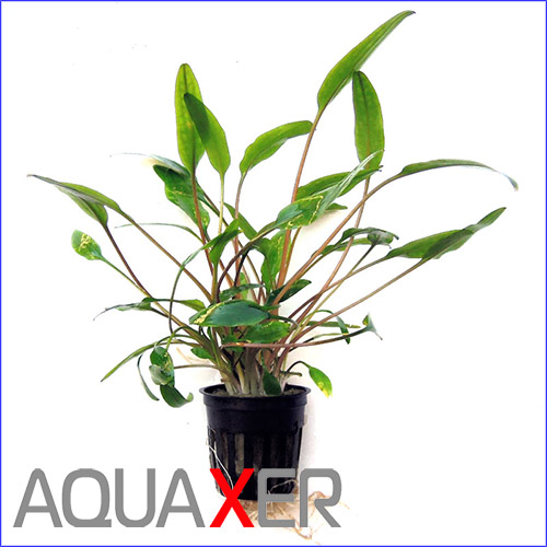   (Cryptocoryne lutea).