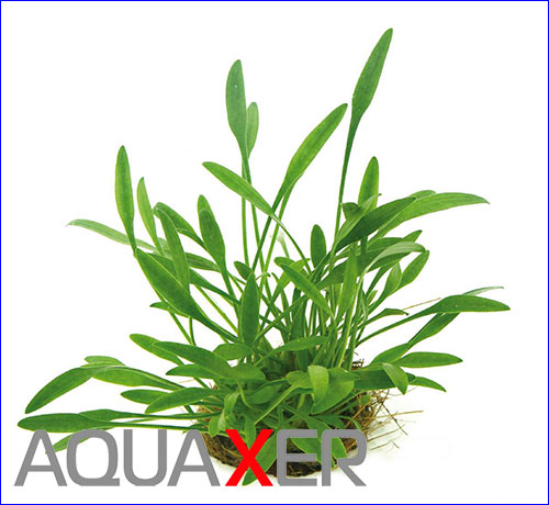   (Cryptocoryne parva).