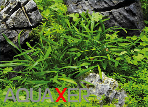   (Cryptocoryne parva).
