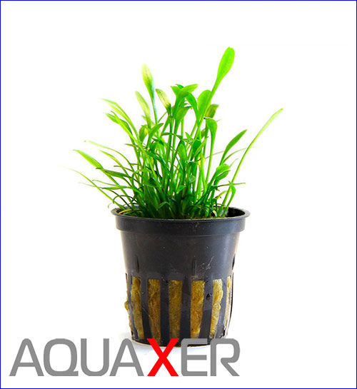   (Cryptocoryne parva).